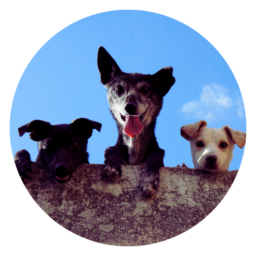 Hoogsensitief en prikkels: tips om op tijd op te laden